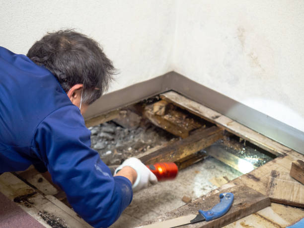 Best Mold Remediation  in Pocono Springs, PA