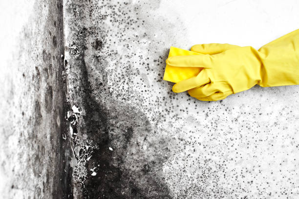 Best Mold Removal Near Me  in Pocono Springs, PA