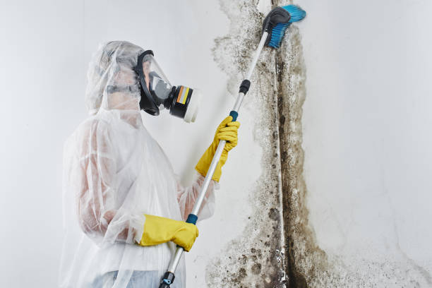 Best Professional Mold Removal  in Pocono Springs, PA