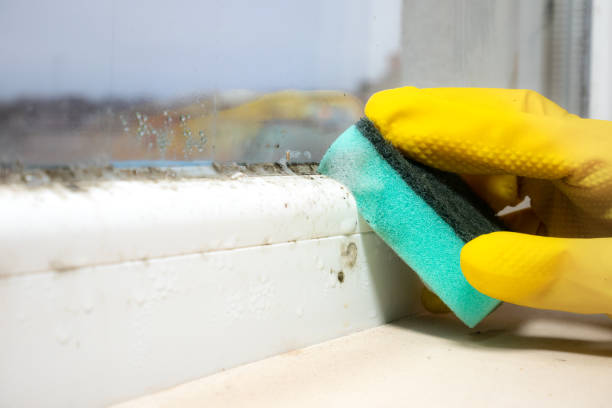 Best Mold Damage Repair  in Pocono Springs, PA