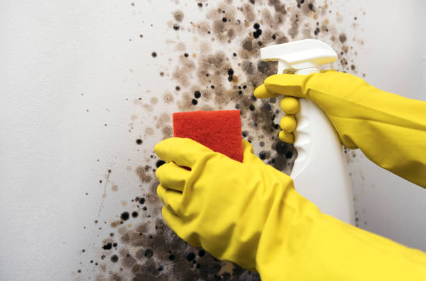 Best Home Mold Removal  in Pocono Springs, PA