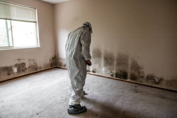 Best Mold Cleaning Services  in Pocono Springs, PA